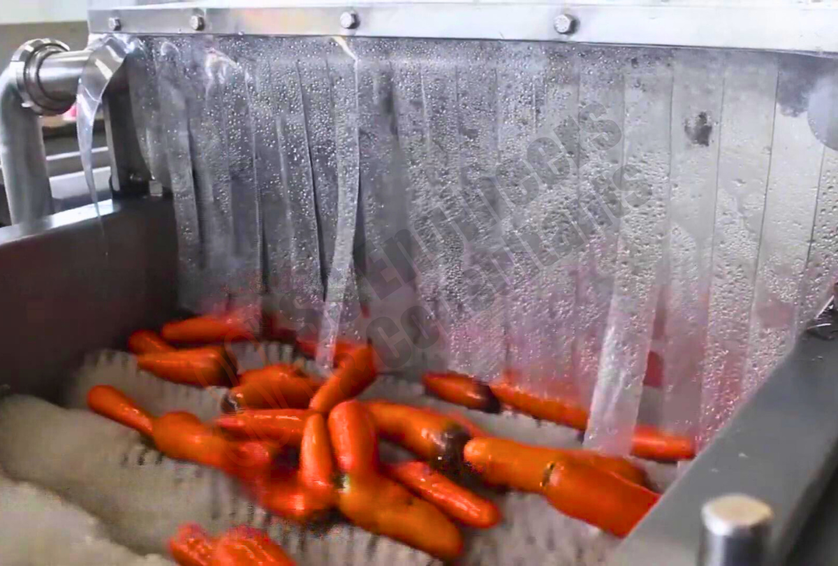 Root Vegetables Washing Sorting